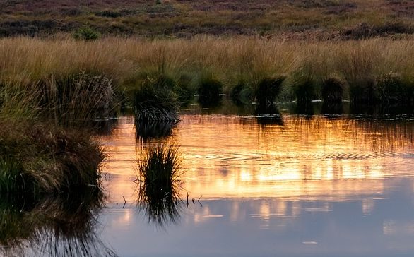 Das Bild zeigt ein Moor. Im Wasser spiegelt sich die untergehende Sonne.